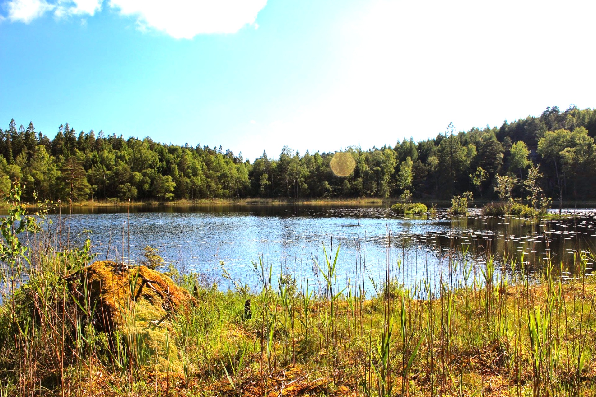 Metsälampi