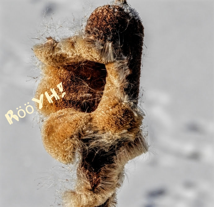 Röyhhhhh