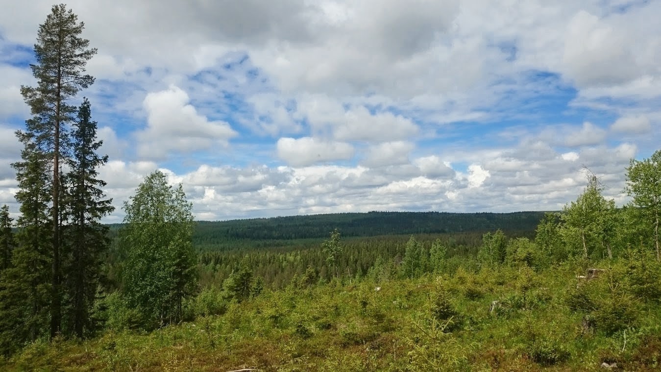 Laaja metsämaisema, vihreitä havupuita ja kaukaisia mäntyjä, taustalla pilvinen taivas ja harju.